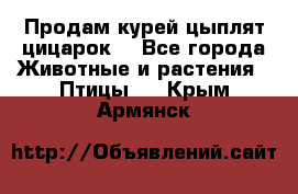 Продам курей цыплят,цицарок. - Все города Животные и растения » Птицы   . Крым,Армянск